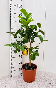 Цитрус медика Cedro Jumbo Fruit горшок 21 см, высота растения с горшком 70 см