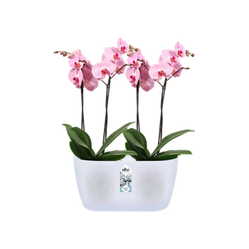 Горшик Elho brussels orchid duo 25х13,4 см прозорий