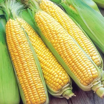 Насіння Без бренду кукурудзи цукрової Брусниці 500г