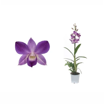 дендробиум sanook bl happiness 1 ветка9+ (DSBH01L0CH) - Supergreeny - арт. 00000003971