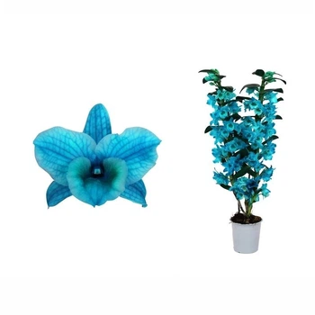Дендробиум nobile цветов ocean blue 2 ветки i (NCOB02B0I7) - Supergreeny - арт. 00000006472