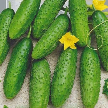 Семена Флора плюс огурца Мальчик пальчик 1г