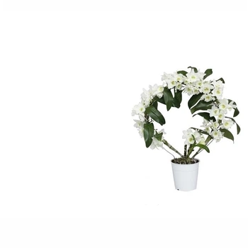 дендробиум nobile boog apollon 2 ветки14+ (DNAPB2B0I3) - Supergreeny - арт. 00000006477