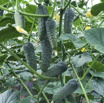 огірок Лютояр Ф1 10шт Yuksel Seed