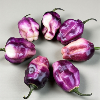 Семена Перец острый Pimenta Lisa, Capsicum chinense 5 шт/уп
