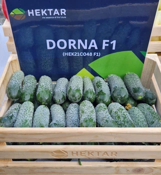 Огірок Дорна F1 Dorna F1 насіння 100 шт Hektar