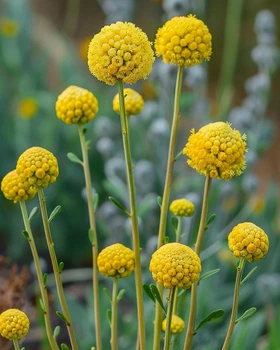 Краспедия Соларис семена 0,1 гр. (прибл. 60 шт) (Craspedia variabilis) желтая шарообразная сухоцвет For Hobby, TM GL Seeds