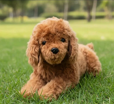 Мягкая игрушка щенок пушистый той пудель реалистичная собачка dog 40см (Vl 84)