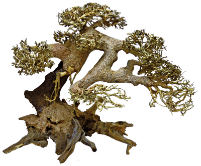 Дерево бонсай BONSAI DRIFTWOOD L (A4080110)