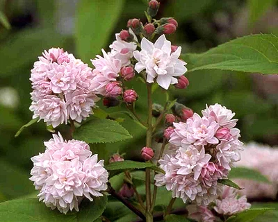 Садженець Дейція гібридна "Pink Pom-Pom"