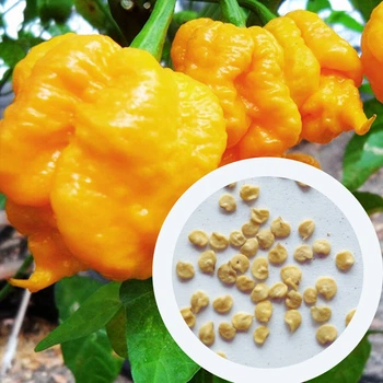 Перец острый 7 Pot yellow семена (10 шт) желтый суперхот до 1 200 000 SHU