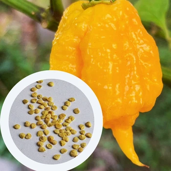 Перец острый Carolina Reaper Yellow семена (5 шт) желтый Каролина Рипер каролинский жнец чили суперхот до 2 200 000 SHU