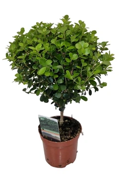 Мирт Myrsine Africana (9 горщик)