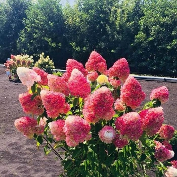 Гортензия метельчатая "Living' Pink and Rose" садовые растения,кустарники