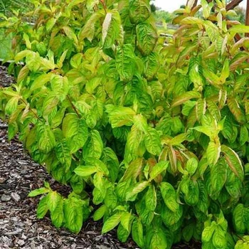 Вейгела цветущая "Lime Monster" декоративные кусты для сада,саженцы,цветы многолетние,деревья