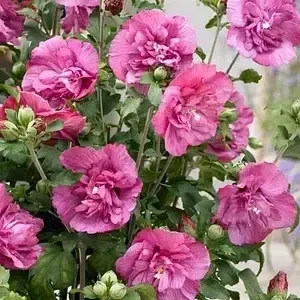 Гібіскус деревовидний "Magenta Chiffon" саджанці квітучих чагарників у горщиках