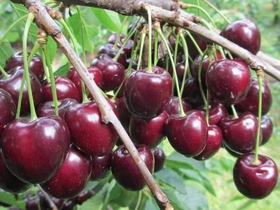 Саджанець Черешня Кордія