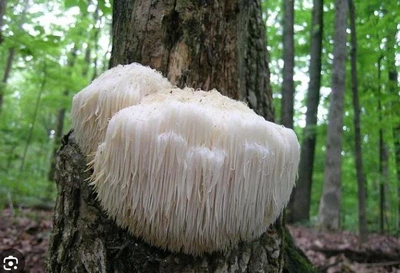 Мицелий грибов ГЕРИЦИЙ ГРЕБЕНЧАТЫЙ ЕЖОВИК (HERICIUM ERINACEUS)