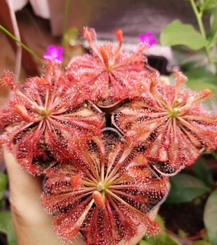 Насіння росянки Спатулата Drosera Spatulata Lovellae 20шт