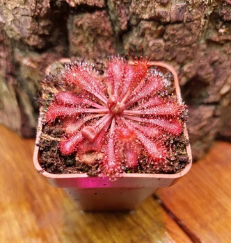Рослина Росянка Спатулата Lovelae Drosera Spatulata Lovellae Комахоїдна рослина в горщику