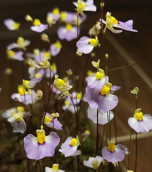 Рослина Пухирник Пузирчатка Пухирчатка Utricularia Bisquamata в горщику
