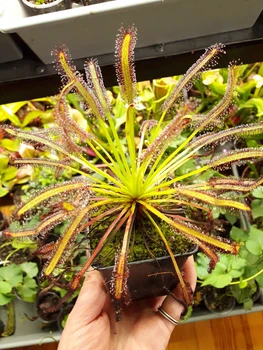 Насіння росянка Капська Drosera Capensis Giant 20шт