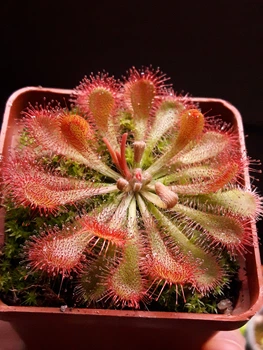 Насіння росянки Drosera Auyan Tepui 20шт