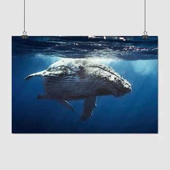 Постер Горбатый кит, whale, Megaptera novaeangliae, A3 28×42 см (id0284)