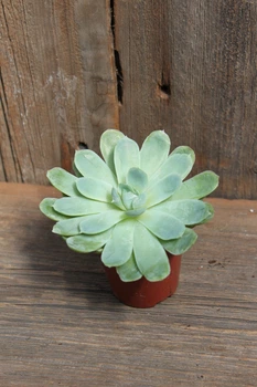 Ехеверія елегантна Echeveria elegans