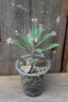 Каланхоэ дегремона Пинк Батерфляй Kalanchoe daigremontiana Pink Butterfly