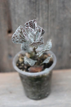 Каланхоэ ромболистное Kalanchoe Rhombopilosa