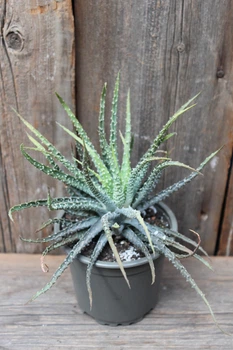 Алое Хумилис приземистое Aloe humilis