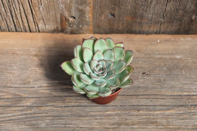 Эхеверия Пулидонис Echeveria Pulidonis