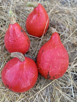 Насіння гарбуза Ухікі Курі (15 шт)