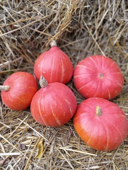 Насіння гарбуза Ючікі Курі (15 шт)