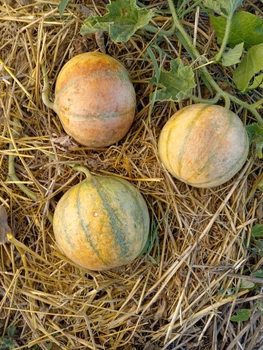 Насіння дині Rampicante Zuccherino/ Рампиканте сахарная (15 шт)