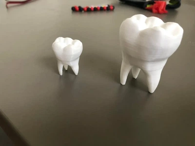 Модель Человеческого Зуба Tooth Белый 15 См 3Д Печать
