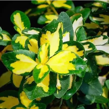 Бруслина Форчуна Санспот (Sunspot) Р9