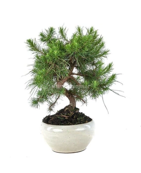 Бонсай Сосна Bonsai Pinus в керамічному горщику , висота 35-40см, вік 9 років