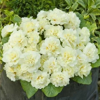 Примула "Belarina 'Cream"