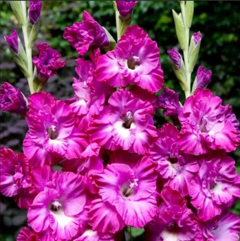 Гладіолус гофрований Nablus Frizzle (цибулина)