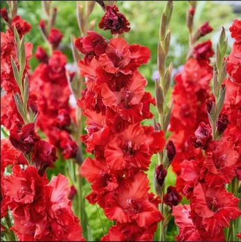 Гладіолус Velvet Raspberry (цибулина)