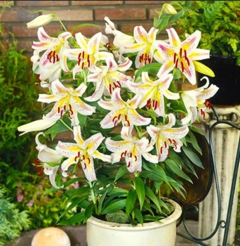 Лилия низкорослая (горшочная) Garden Party