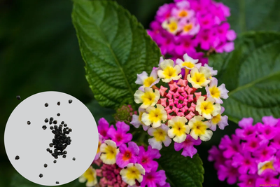 Семена Лантана сводчатая (Lantana camara), смесь цветов, 10 штук