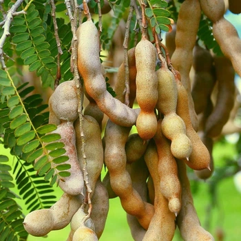 Семена Тамаринд (Индийский финик) Tamarindus Indica, 2 шт.