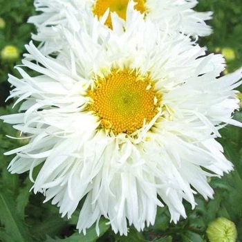 Ромашка "Crazy Daisy"
