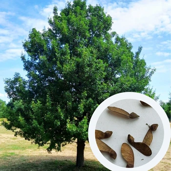 Клён французский семена (10 шт) (Acer monspessulanum) монпелийский трёхлопастный