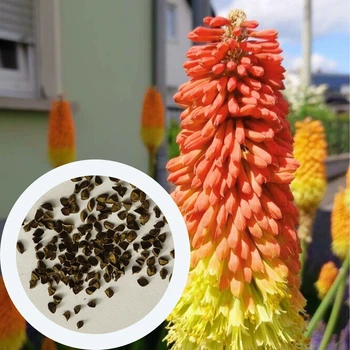 Книфофия ягодная семена 0,2 гр. (прибл. 70 шт) (Kniphofia uvaria) факельная лилия книпхофия