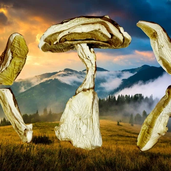 Білі гриби, сушені шляпки і ніжки, 100 грам