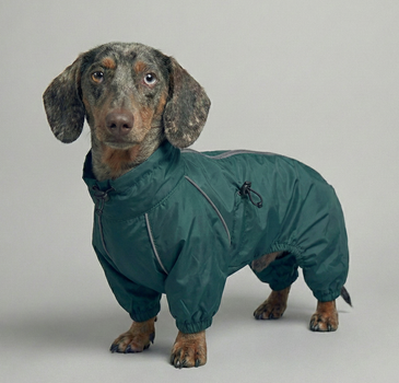 Дощовик для такс смарагд Dogs Bomba MT-31/5